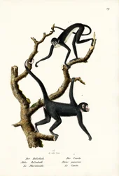 Long-Haired Spider Monkey